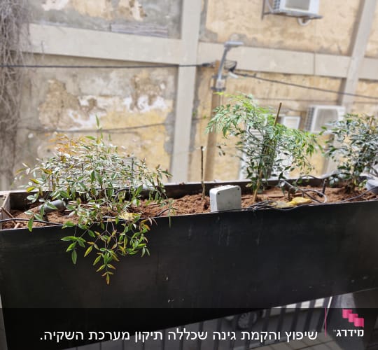 עציצים עם צמחים ירוקים באדנית על מעקה מרפסת